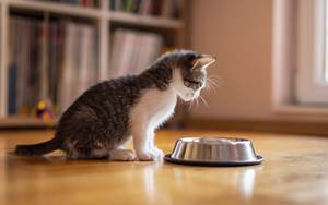 Kitten looking at food bowl.