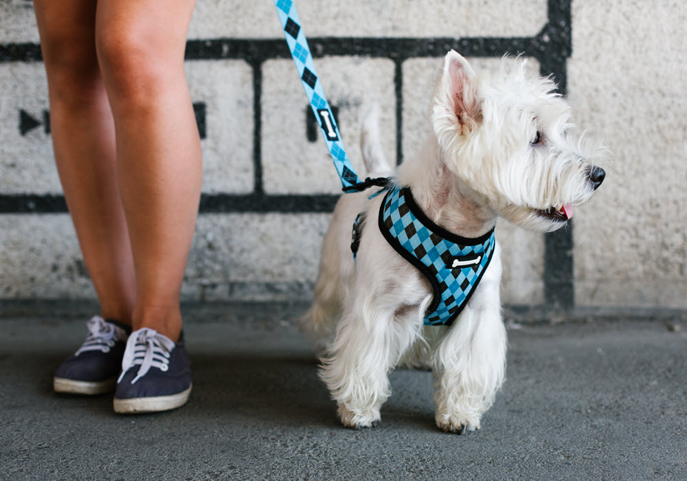 Woman with dog in a harness.