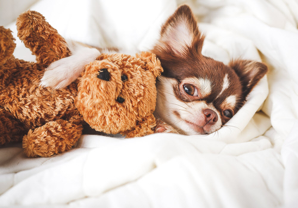 Puppy sleeping with toy teddy bear. 