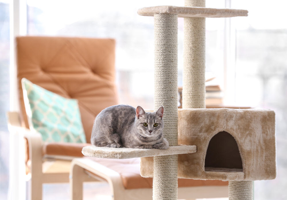 Cat sitting on an indoor pet play structure.