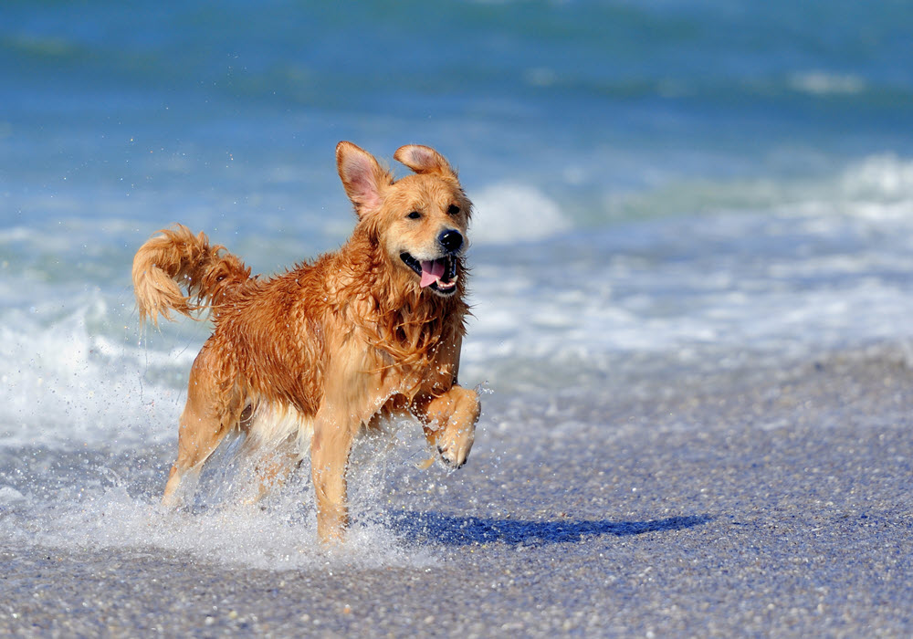 Golden dog prancing in water at the beach,