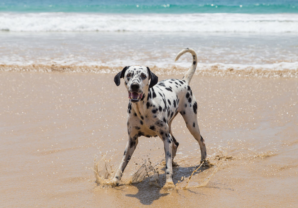 A Dalmatian at the beach.